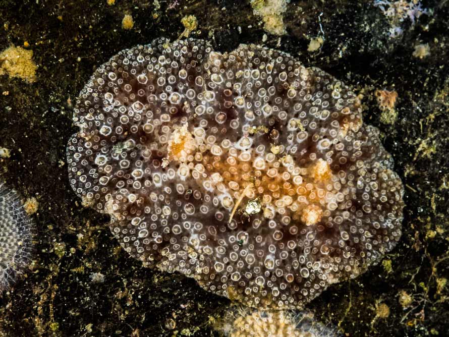 Carminodoris bifurcata